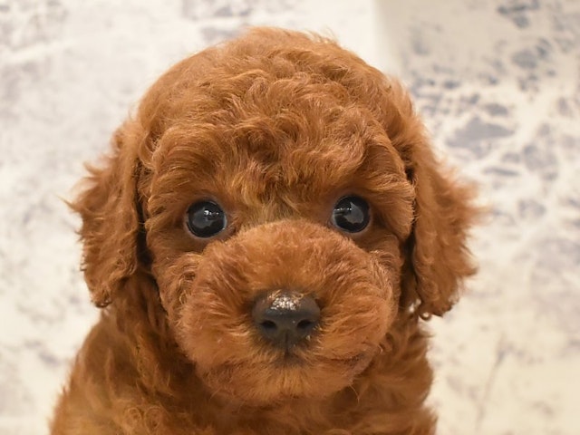 長野県のトイプードル(トイ) (ペッツワン塩尻店/2024年5月13日生まれ/男の子/レッド)の子犬